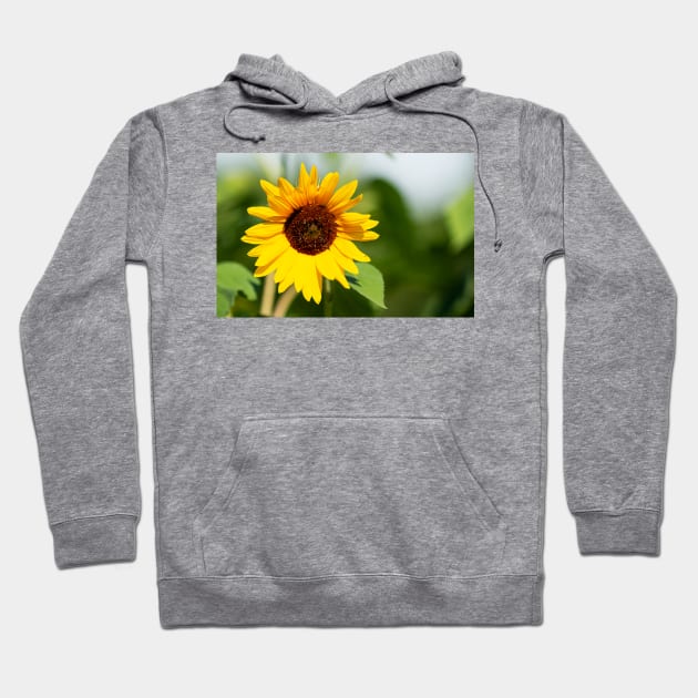 Sunflower close up Hoodie by Woodys Designs